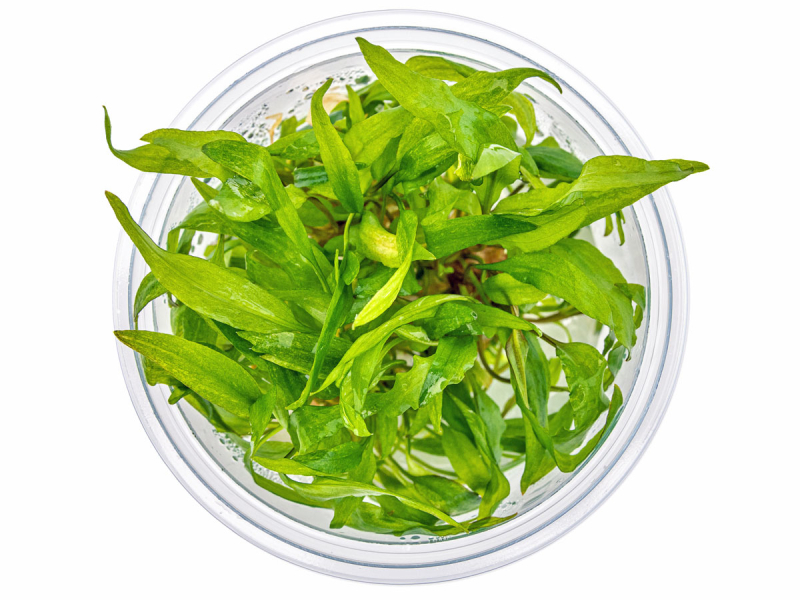 Breitblättriger Wasserkelch - Cryptocoryne wendtii 'Broad Leaf' in vitro